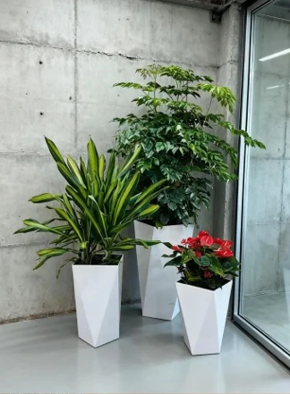 镇海花木租赁合作-鄞州花卉租摆布置-奉化办公室植物租赁-北仑花木租赁商家